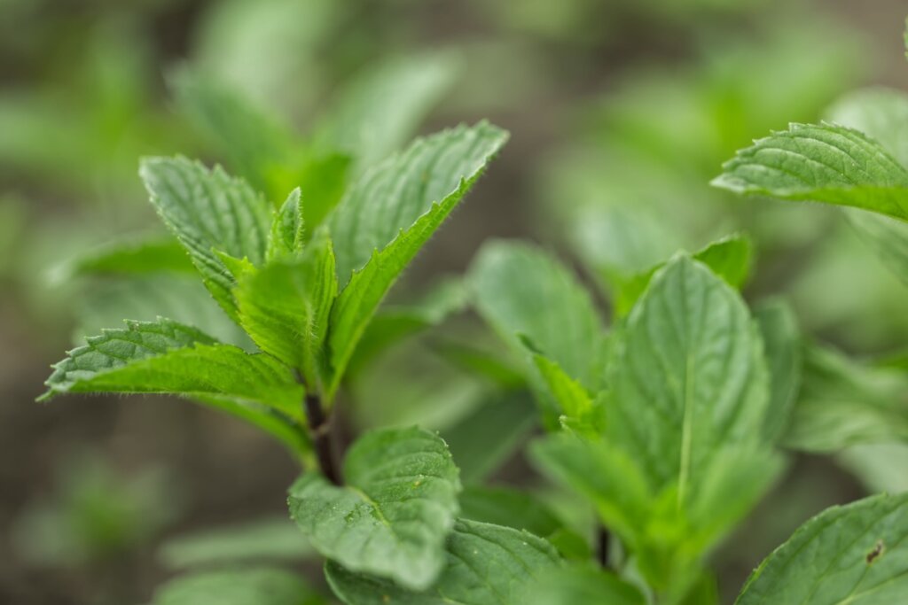 Folhas de hortelã em uma horta