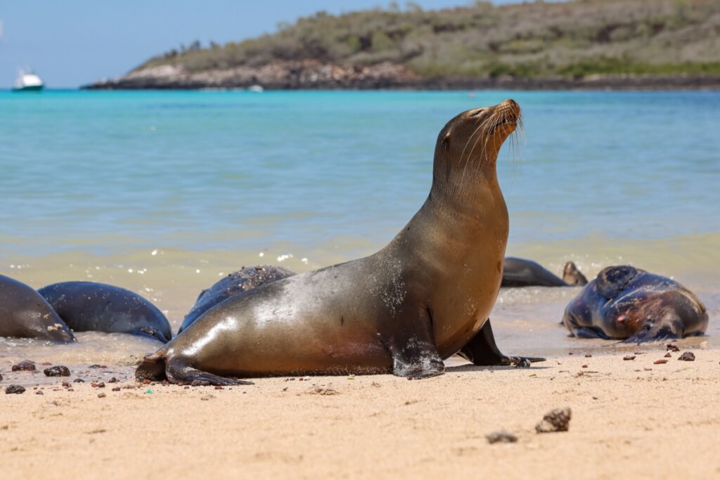 Leão-marinho descansando em areia da praia