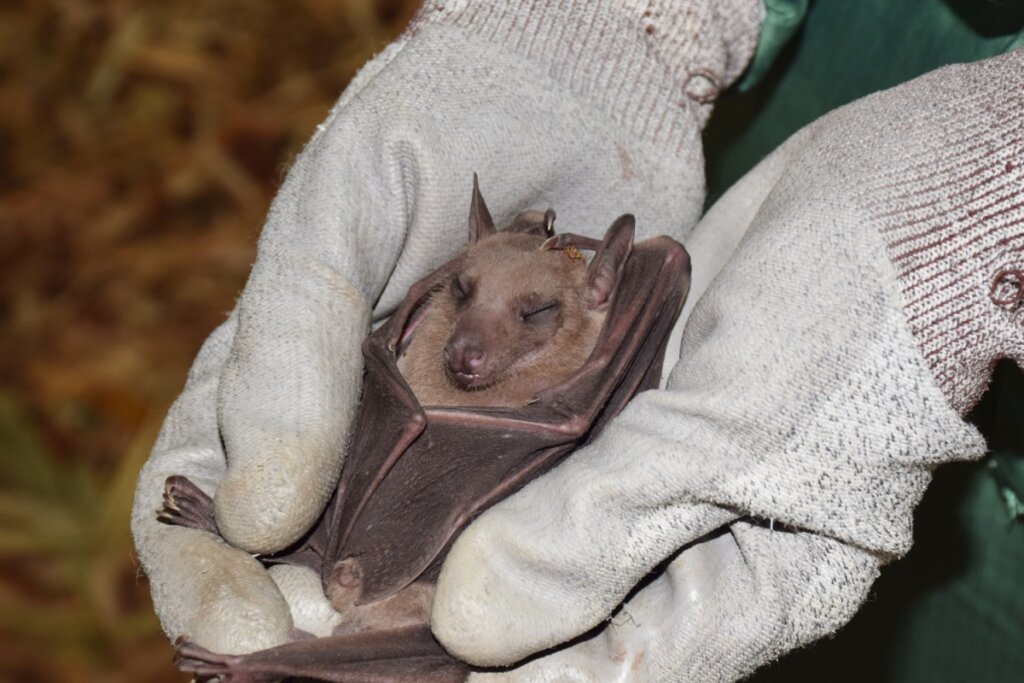 mãos com luvas cinzas segurando pequeno morcego marrom