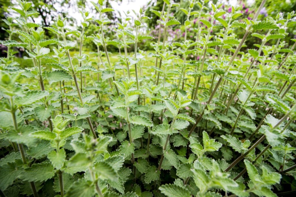 Ramos de melissa em uma horta