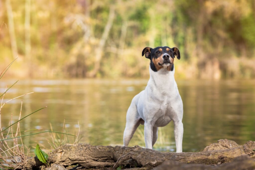 Cachorro com pelagem branca no corpo, preta e marrom na cabeça na beira de lago ao ar livre