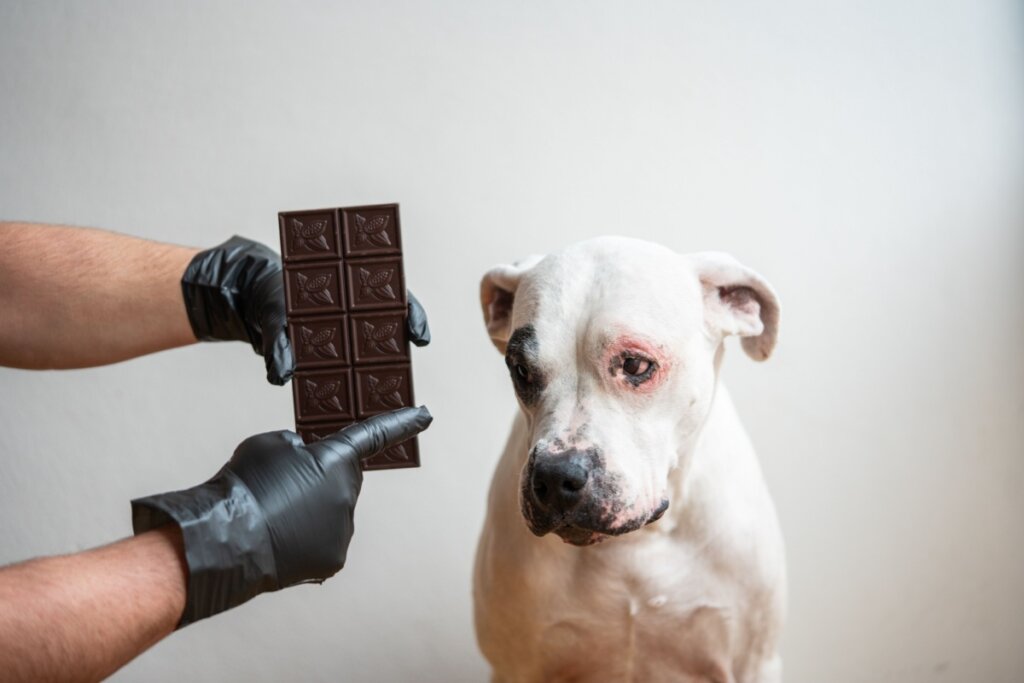 Cachorro branco com mancha preta no olho observa uma barra de chocolate segurada por mãos com luvas