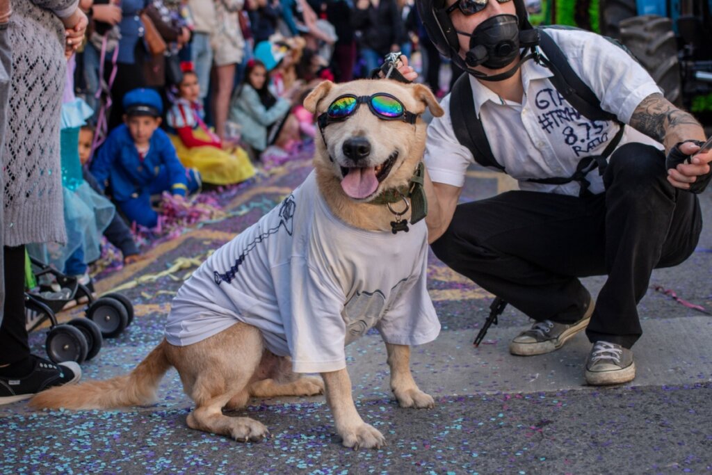 Um cachorro de porte médio, com características de mistura de Labrador (SRD) e pelagem creme, participa do tradicional desfile de Carnaval de Loulé, Portugal. O cão está sentado no asfalto repleto de confetes coloridos, usando óculos de proteção com lentes coloridas espelhadas e uma camiseta branca. Ao seu lado, um participante agachado usa uma máscara de gás e capacete como parte de uma fantasia temática. Ao fundo, uma multidão de espectadores observa o desfile na rua.