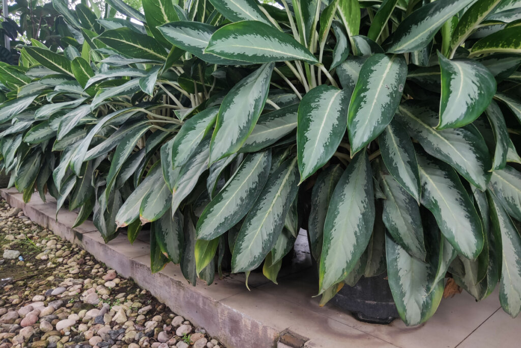 Uma fileira densa de plantas conhecidas como "Comigo-ninguém-pode". As folhas são grandes e de um verde profundo, com manchas irregulares em tom verde-claro no centro. As plantas estão em vasos pretos alinhados sobre uma calçada, ao lado de um canteiro coberto por pequenas pedras.