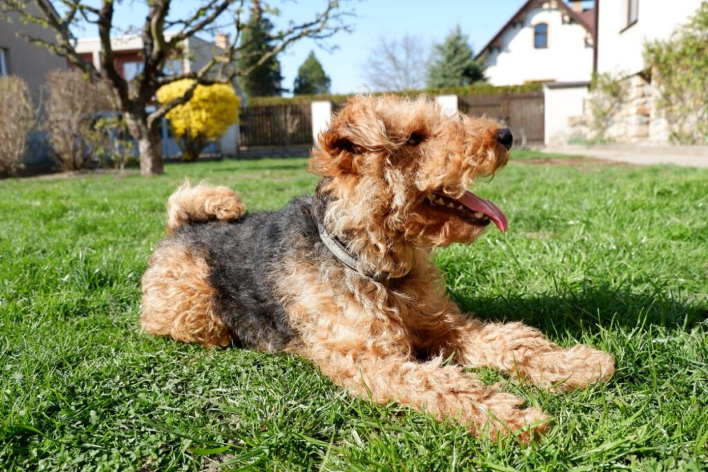 Cachorro welsh terrier, com pelagem bege e preta, deitado na grama verde 