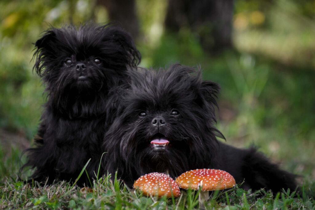 Dois Affenpinscher sentados na floresta