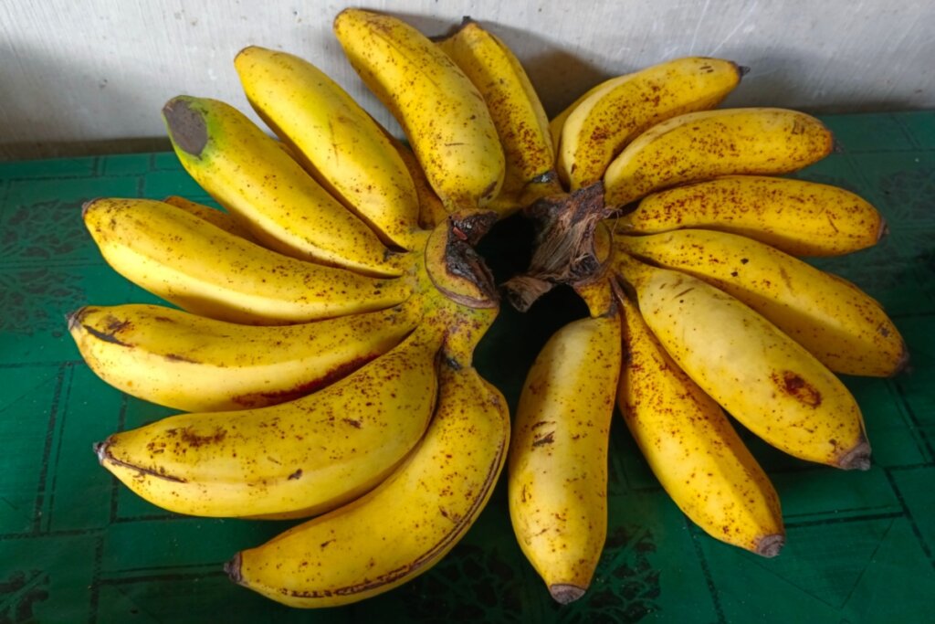 Cachos de bananas amarelas com pintas marrons distribuídas ao redor do talo central