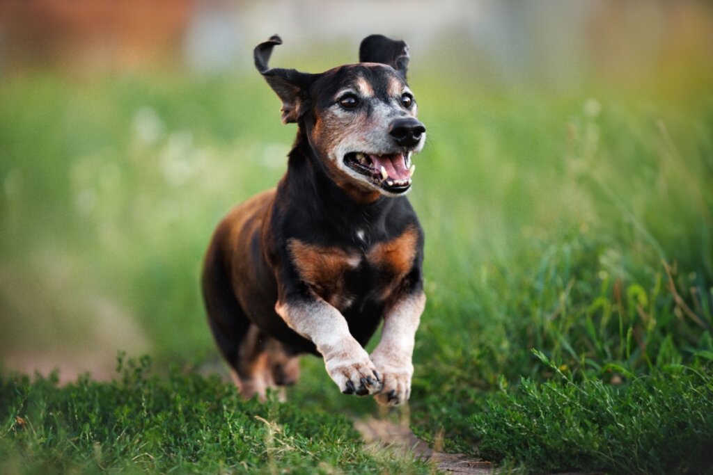 Um cachorro idoso, de pequeno porte e pelagem preta com manchas caramelo e grisalhas, correndo alegremente em um campo gramado