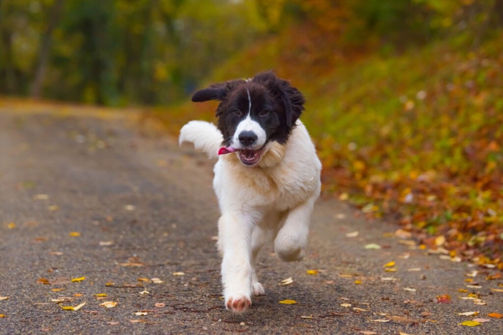 Cachorro da raça landseer, com pelagem preta e branca, correndo em um parque
