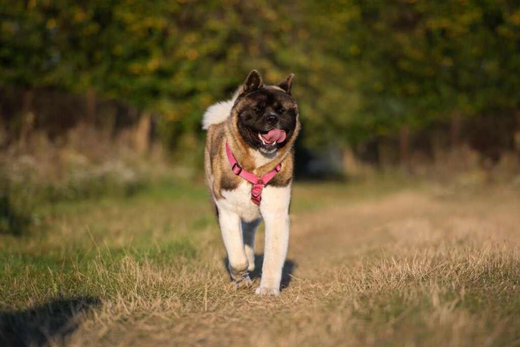 Akita Americano, com pelagem branca, marrom e preta, usando coleira vermelha e correndo na grama