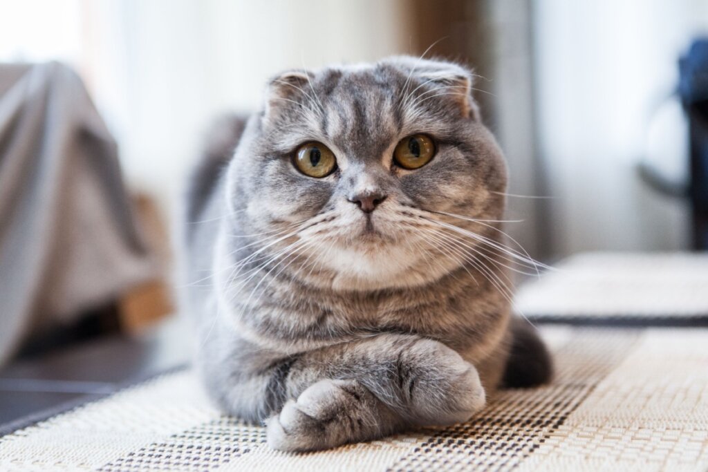 Gato da raça scottish fold, deitado em tapete, com as patas cruzadas