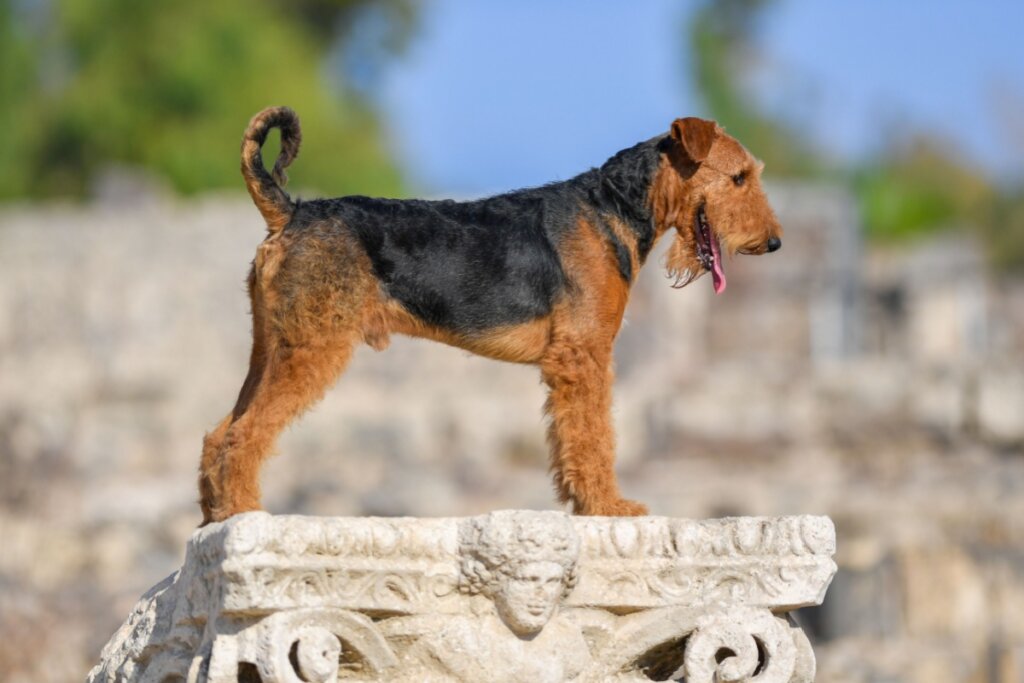 Airedale terrier, com pelagem preta e marrom, em pé em uma pilastra 