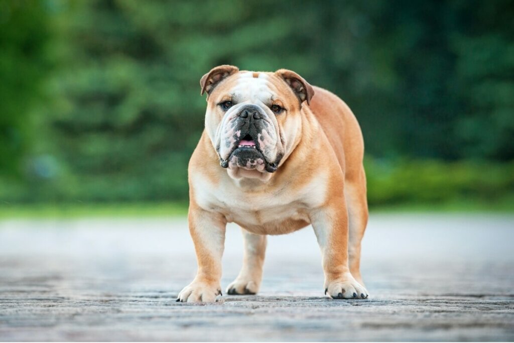Cachorro da raça buldogue inglês em calçada no parque