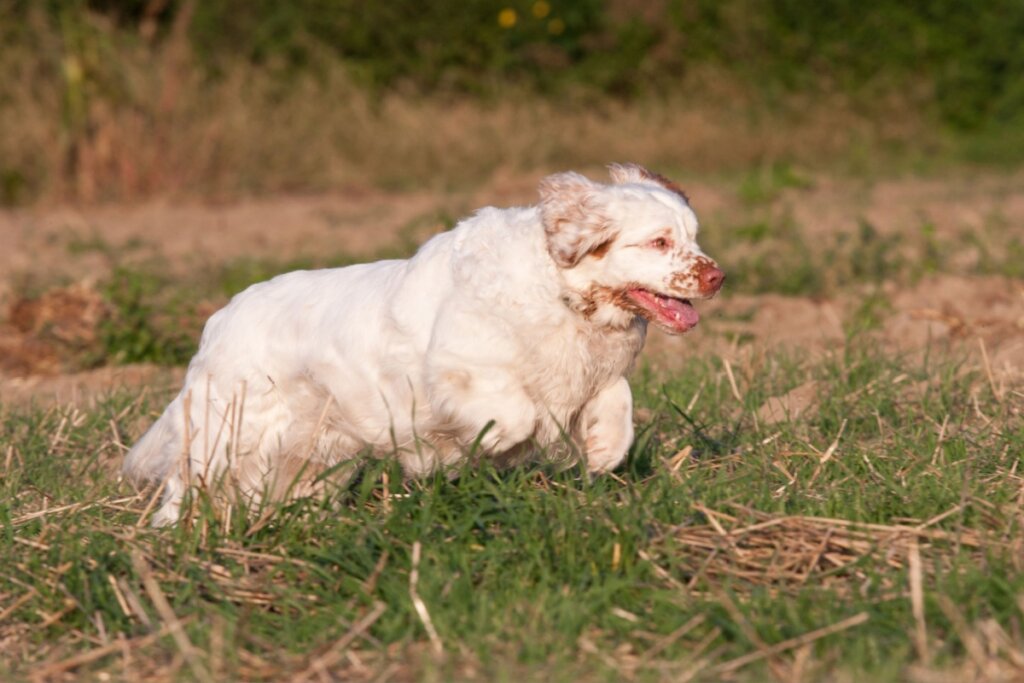 Um cachorro da raça Clumber Spaniel, de pelagem branca e encorpada, corre alegremente em um campo aberto. Ele tem manchas cor de mel no focinho e orelhas caídas que balançam com o movimento. A cena é iluminada pela luz quente do final de tarde, destacando a grama seca ao fundo.