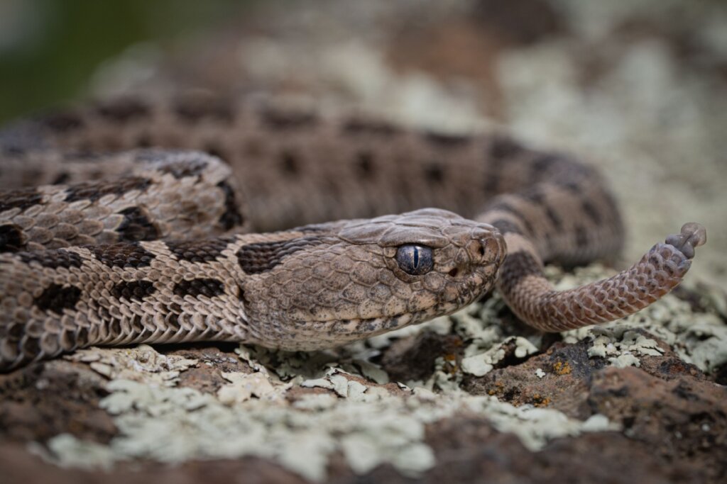 Fotografia em close-up de uma cobra cascavel em seu habitat natural. O réptil possui escamas em tons de bege, marrom e cinza, com um padrão de manchas escuras ao longo do corpo. A cabeça está em primeiro plano, vista de perfil, exibindo olhos de pupila vertical e escamas detalhadas. Ao fundo, o corpo da serpente aparece levemente desfocado, terminando na cauda que exibe o guizo (chocalho) característico levantado. A cascavel está sobre uma superfície rochosa coberta por líquens claros.
