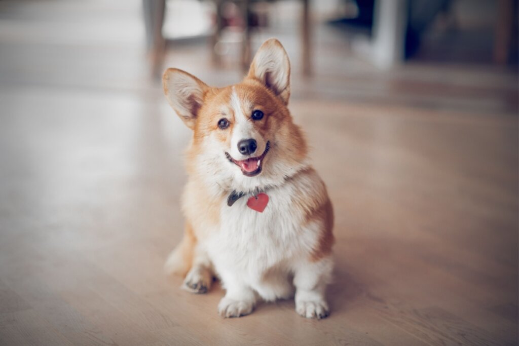 Um cachorro da raça Corgi de pelagem branca e caramelo sentado em um piso de madeira. Ele está olhando para a câmera com a boca levemente aberta e usa uma coleira escura com uma plaquinha de identificação vermelha em formato de coração. O fundo está desfocado, sugerindo o ambiente interno de uma casa.