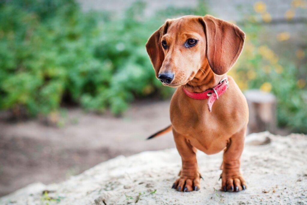 Cachorro da raça Dachshund em cima de uma pedra com um jardim atrás dele