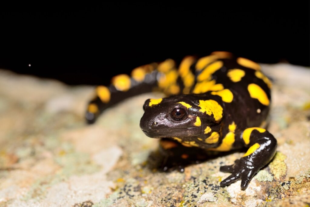 Fotografia em close-up de uma salamandra-de-fogo sobre uma superfície rochosa. O anfíbio possui a pele lisa e brilhante, predominantemente preta com manchas amarelas vibrantes e irregulares espalhadas por todo o corpo, cabeça e patas. A salamandra está voltada para a esquerda da imagem, com um de seus olhos escuros em destaque. O fundo é completamente preto, criando um contraste acentuado com as cores do animal. A rocha sob a salamandra apresenta texturas de líquens em tons de bege e verde claro.
