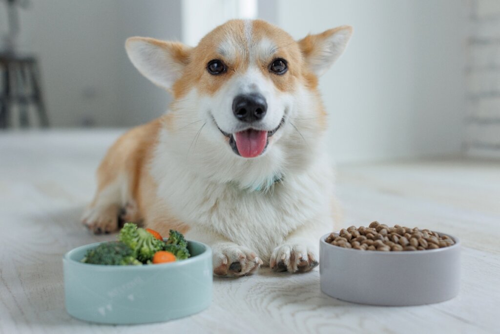 cachorro corgi deitado no chão com dois recipientes de comida. no azul, tem brócolis e cenoura. no cinza, há ração