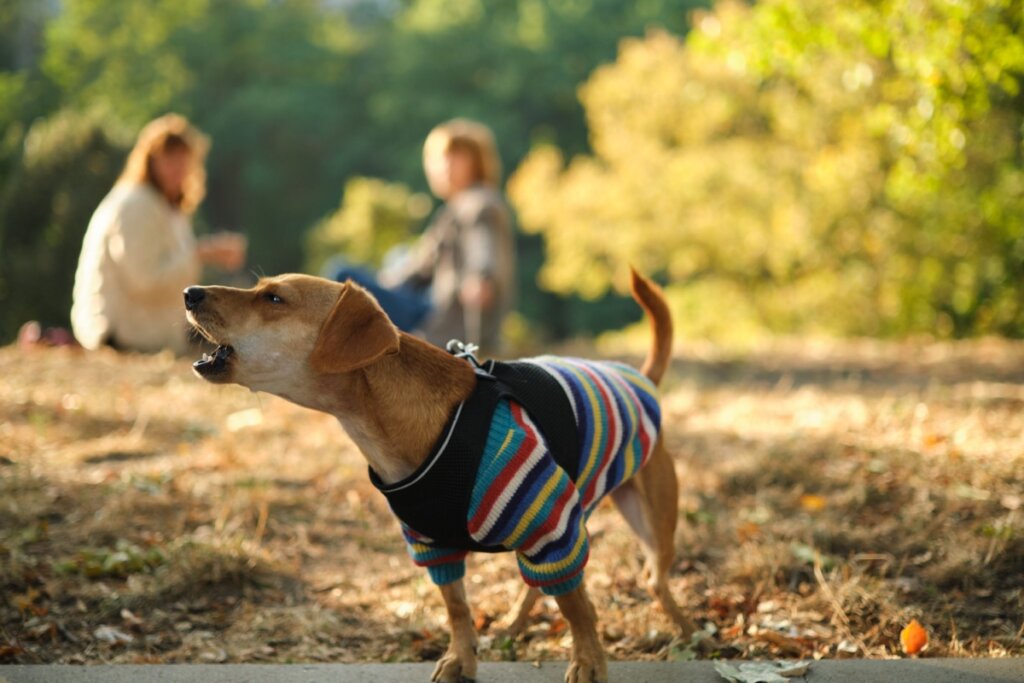 Cachorro pequeno usando roupa colorida latindo em parque com pessoas desfocadas ao fundo