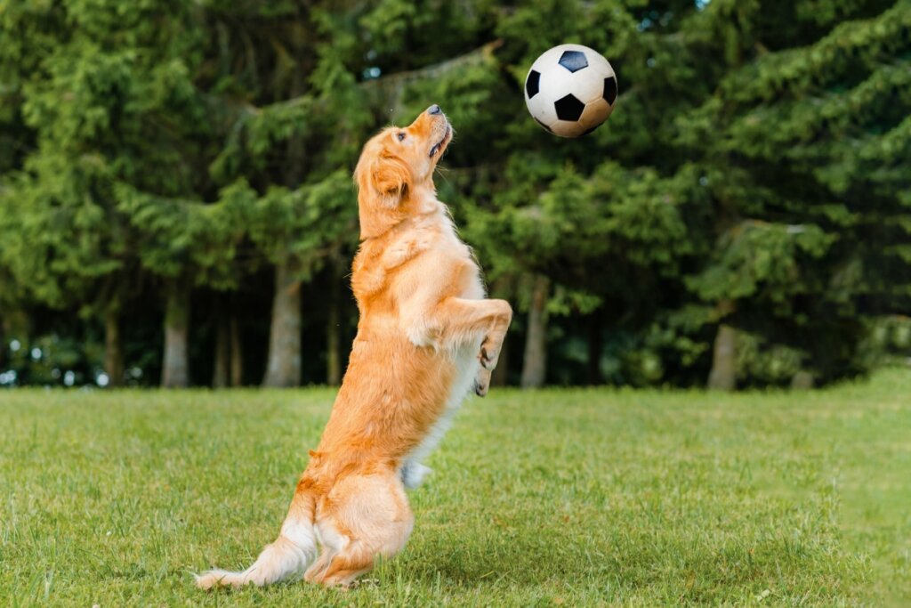 Cachorro com a pelagem  laranja equilibrado nas duas patas com bolo de futebol no alto em campo aberto
