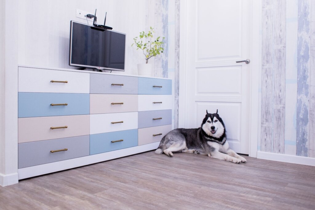 Cachorro com pelo preto e branco, deitado em chão laminado em quarto com móvel com gavetas coloridas em tons de bege azul e branco com TV em cima do móvel e parede listrada em tons de cinza e azul