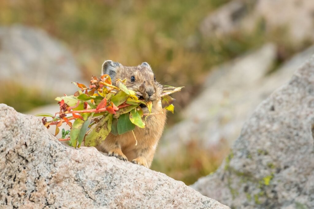 Pika carregando pequenos galhos de plantas na boca e em cima de uma pedra