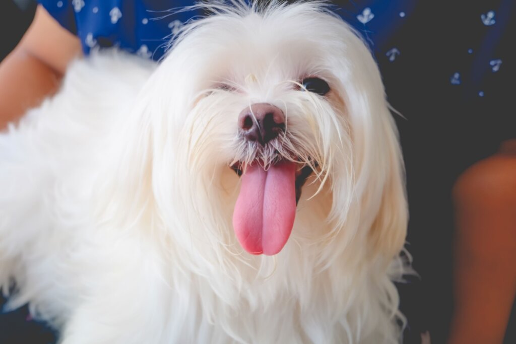 Cachorro, com pelagem branca longa, sentado no colo de uma pessoa e com a língua para fora da boca