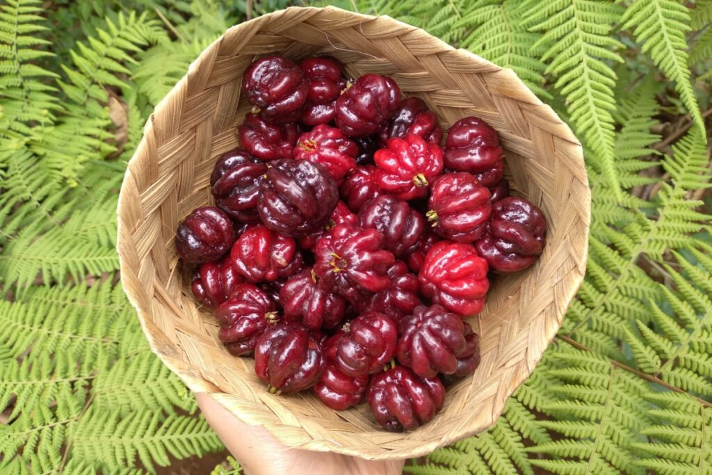 A mão de uma pessoa segurando um cesto de palha com várias pitangas dentro em fundo com plantas