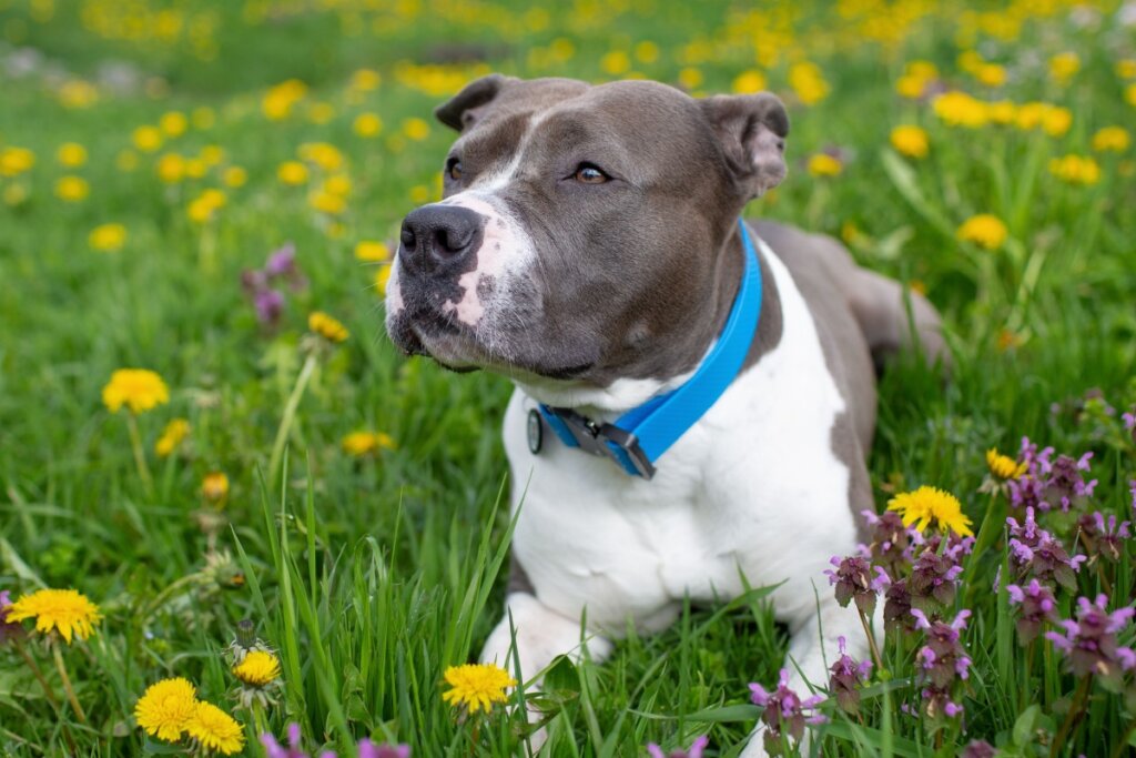 cachorro da raça staffordshire bull terrier deitado em um jardim florido e usando uma coleira azul