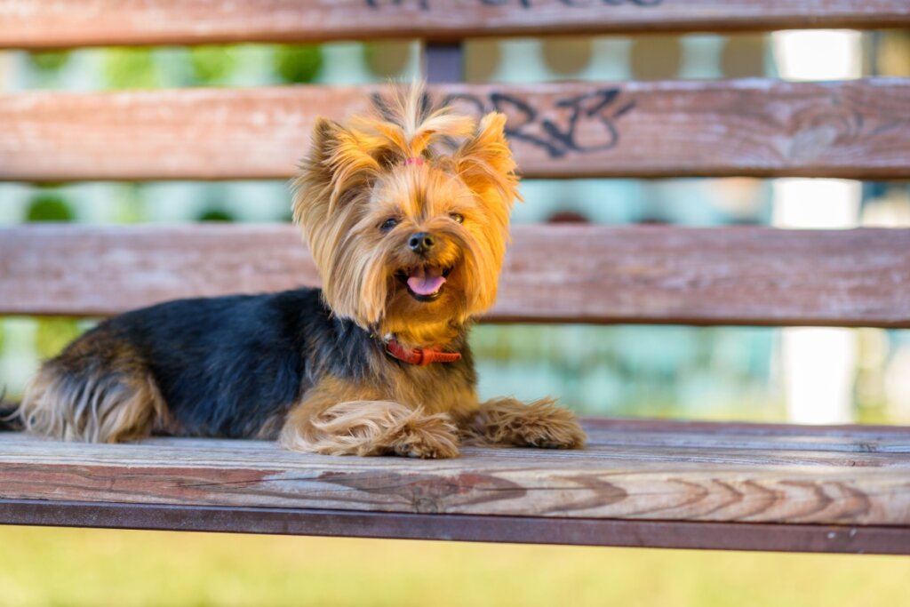 Yorkshire terrier deitado em um banco de madeira em uma praça
