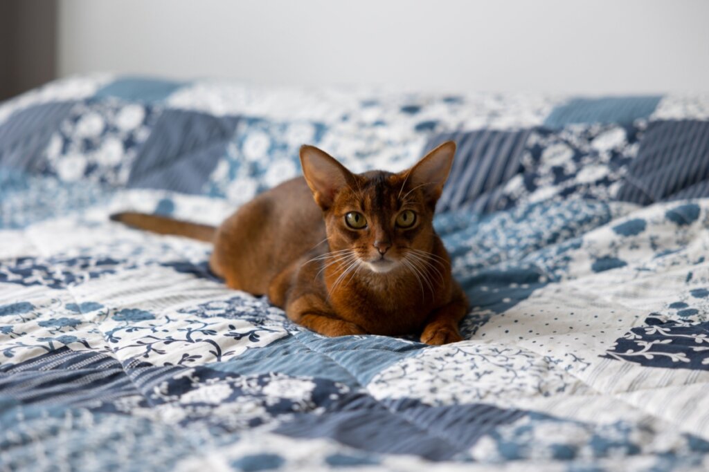 Abissínio, com pelagem marrom, deitado em uma cama com forro branco e azul 