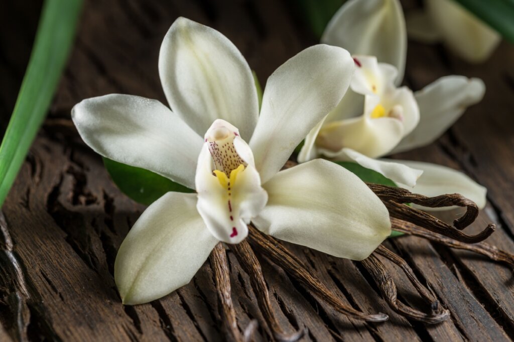 Fotografia em close-up de flores de orquídea de baunilha com pétalas brancas e miolo amarelado, repousando sobre uma superfície de madeira rústica e escura. Entre as flores, destacam-se várias favas de baunilha secas e marrons. A imagem utiliza uma profundidade de campo reduzida, mantendo o foco nítido na flor principal enquanto o fundo permanece suavemente desfocado, evocando uma sensação de pureza e aroma natural.