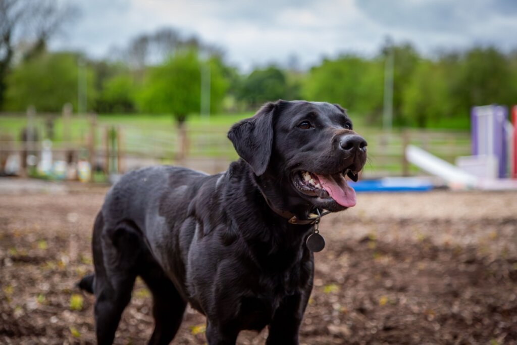 Fotografia de plano médio de um Labrador Retriever preto, em pé em um terreno de terra escura ao ar livre. O cão está de perfil, com a cabeça levemente voltada para a direita, boca aberta e língua rosada à mostra em uma expressão alegre. Ele usa uma coleira escura com uma placa de identificação redonda. O fundo é composto por um gramado verde, cercas de madeira e árvores desfocadas sob um céu nublado, criando um ambiente de parque ou fazenda.
