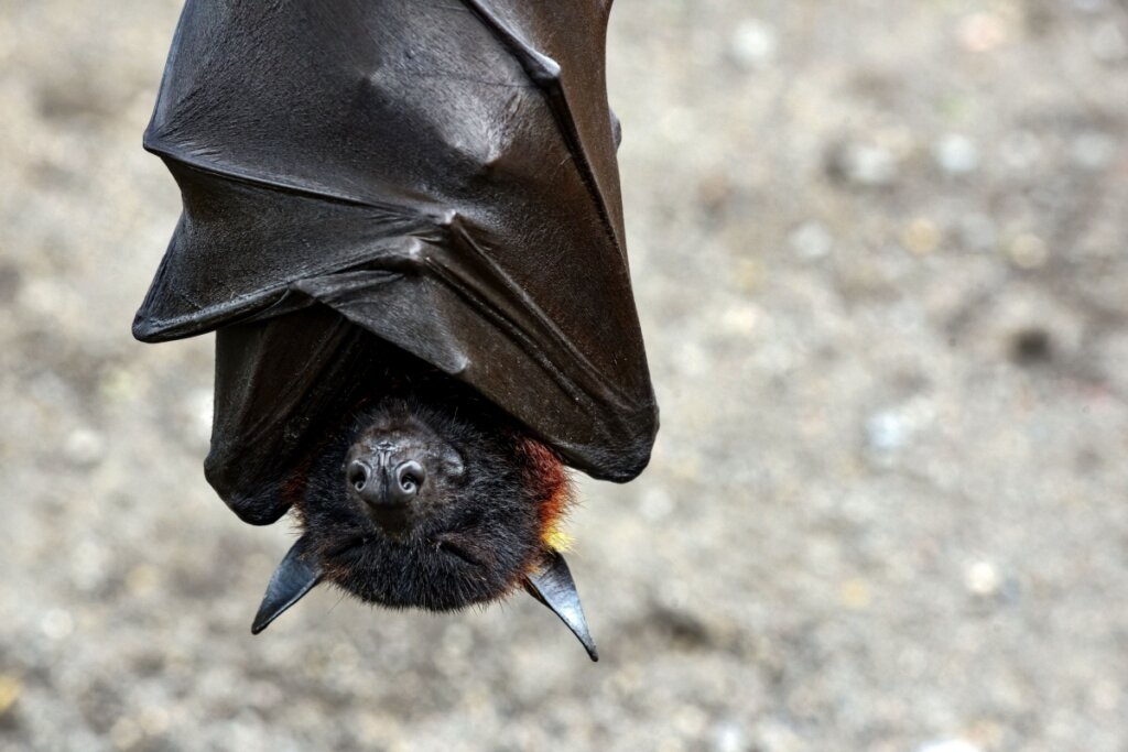 Close-up de um morcego-raposa pendurado de cabeça para baixo, com as asas membranosas de cor escura envoltas ao redor do corpo como um manto. A cabeça do morcego está visível na parte inferior, revelando uma pelagem facial preta e densa, orelhas pontiagudas e um nariz pequeno com narinas proeminentes. Ao redor do pescoço, nota-se uma pelagem em tons de ferrugem e dourado. O fundo é cinza e está desfocado.