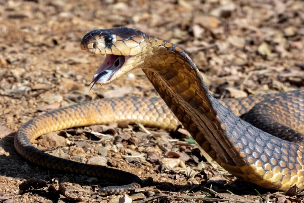 Fotografia em close-focado em uma serpente Naja com a parte frontal do corpo erguida e a boca aberta em posição de defesa ou ataque, revelando a língua bifurcada escura. As escamas possuem tons de dourado, bege e preto, com um brilho sutil. O animal está sobre um solo de terra seca coberto por folhas mortas e gravetos, com o fundo levemente desfocado. A serpente apresenta o capelo (expansão lateral do pescoço) parcialmente visível, característico da espécie.