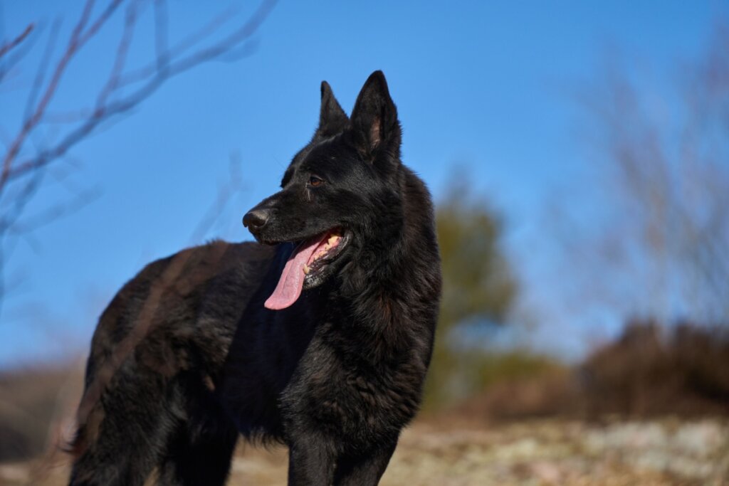 Close-up de perfil de um Pastor Alemão de pelagem totalmente preta, em pé ao ar livre. O cão está com a boca aberta e a língua para fora, olhando atentamente para o lado esquerdo. Ele possui orelhas pontudas e eretas e olhos castanhos expressivos. O fundo mostra um céu azul limpo e galhos de árvores secas sob a luz brilhante do sol, com um desfoque suave que destaca a silhueta do animal.