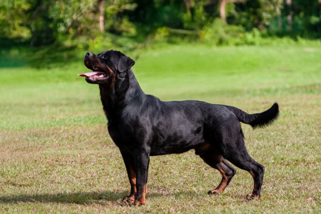 Fotografia de corpo inteiro de um cão da raça Rottweiler, visto de perfil em um gramado verde. O animal tem pelagem curta e preta com marcações em cor de ferrugem nas patas e no focinho. Ele está em uma postura firme e alerta, com a cabeça erguida, a boca aberta e a língua para fora. O fundo mostra um campo gramado que se estende até uma área com árvores e vegetação densa sob luz solar direta.