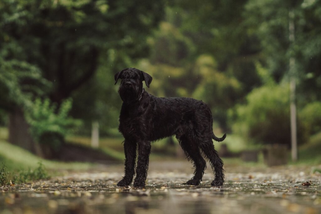 Fotografia de corpo inteiro de um Schnauzer Gigante preto, em pé sobre um caminho de pedras molhado em um parque. O cão tem pelagem densa e levemente ondulada, com a característica barba longa e orelhas caídas. Ele encara a câmera com uma postura alerta e imponente. O fundo é composto por árvores e folhagens verdes em um desfoque suave (bokeh), sugerindo um dia nublado ou chuvoso.