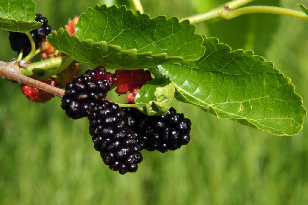 Imagem de três amoras e folhas de amora 