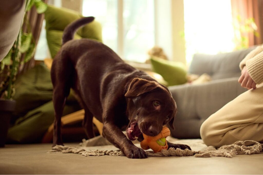 Cachorro grande, com pelagem marrom, brincando com brinquedo dental