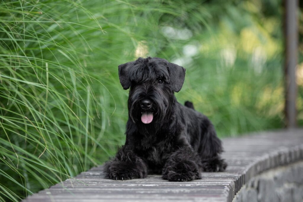 Cachorro da raça schnauzer miniatura, com pelo preto, deitado na grama