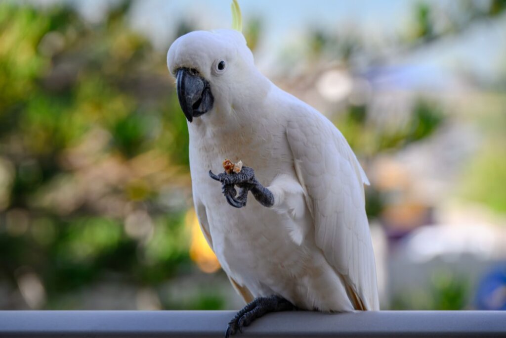 Cacatua branca com crista amarela comendo noz 