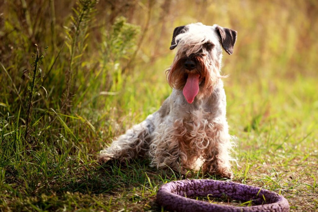 cesky terrier sentado em um gramado, mostrando a língua e com um brinquedo redondo do lado
