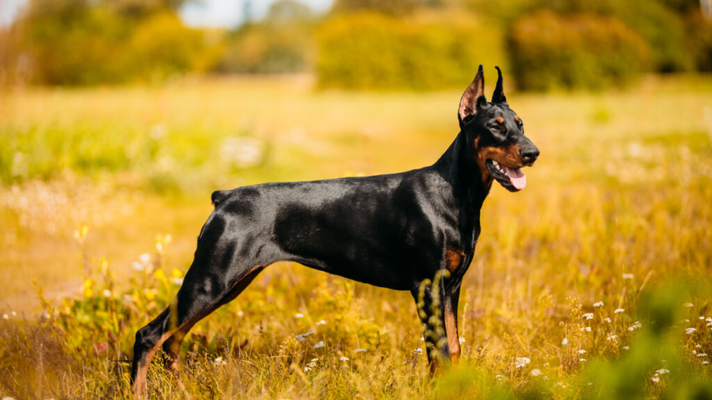 Fotografia de perfil de um cão da raça Doberman de cor preta e ferrugem (tan), em pé em um campo ensolarado. O cão exibe uma postura atlética e elegante, com as orelhas eretas e a boca levemente aberta. A pelagem é curta e brilhante, refletindo a luz do sol. O cenário ao fundo é um gramado dourado com vegetação rasteira e árvores desfocadas sob uma iluminação quente e vibrante.