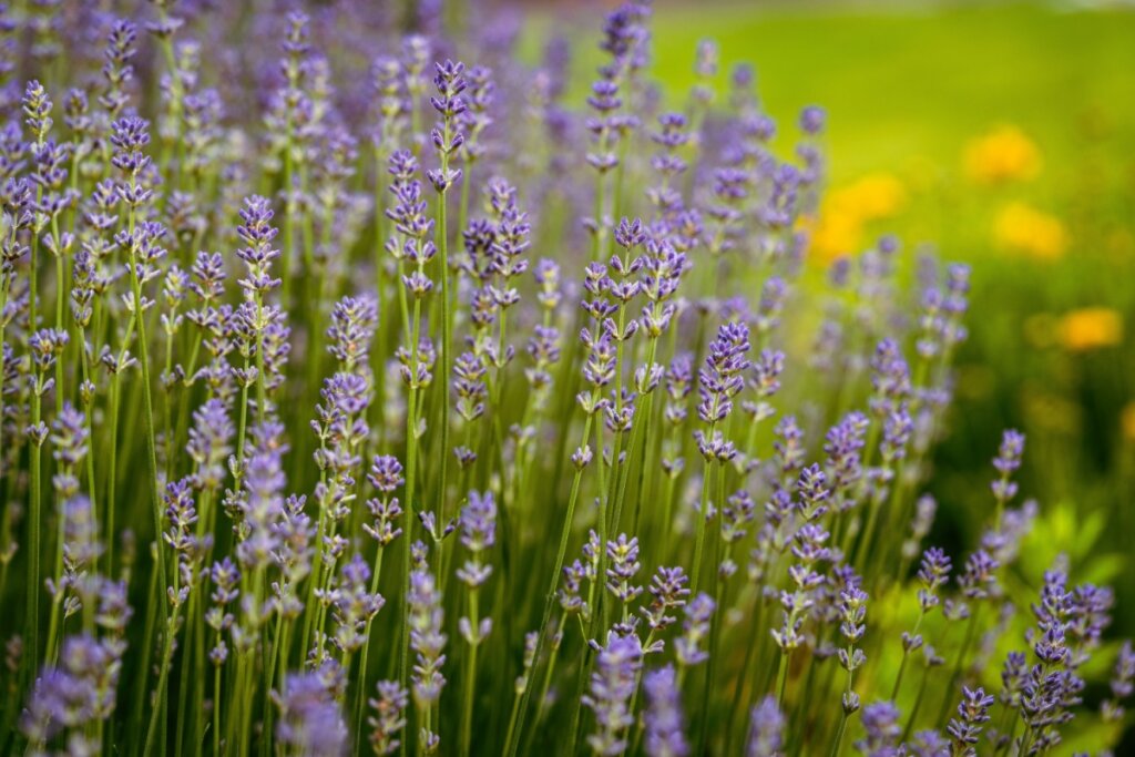 Flores roxas de lavanda em espaço verde