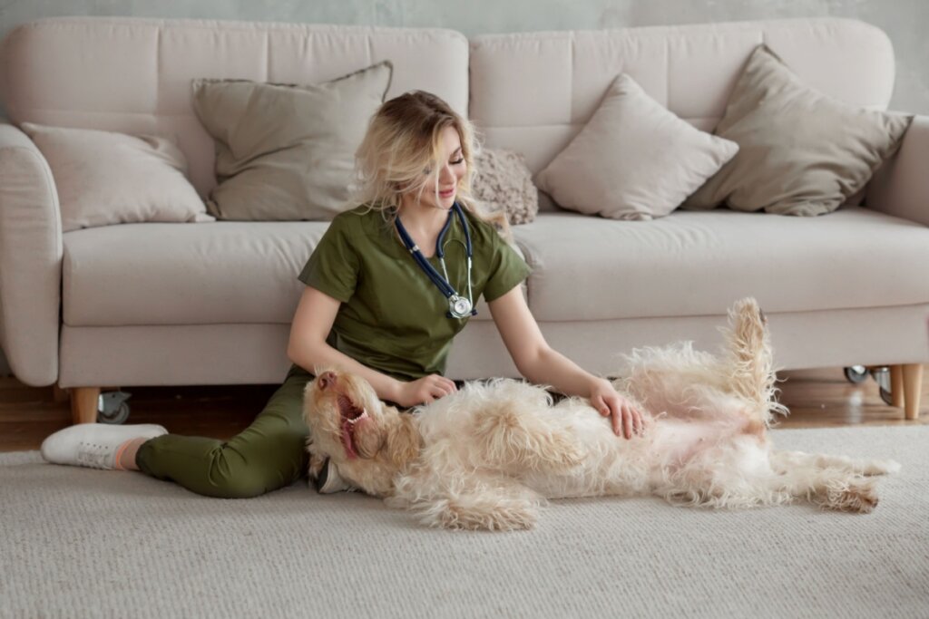 Veterinária examinando a barriga de um cachorro deitado no chão de uma sala de estar