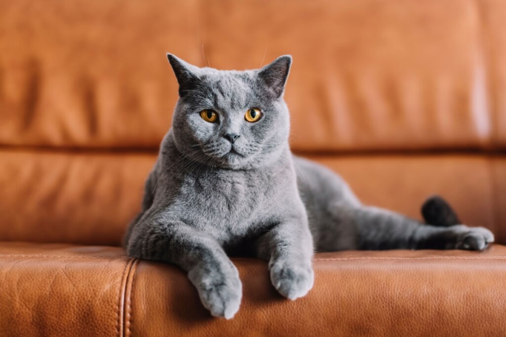 Gato da raça British shorthair, com pelagem cinza e olho castanho-claro, deitando em um sofá de couro bege