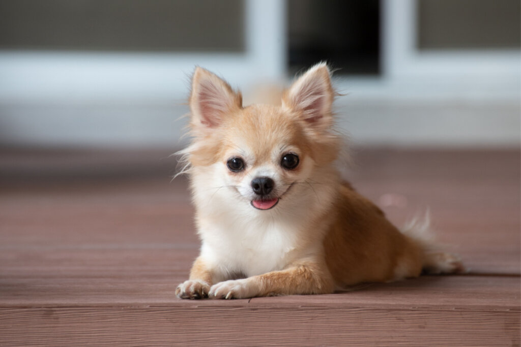 Chihuahua deitado no chão