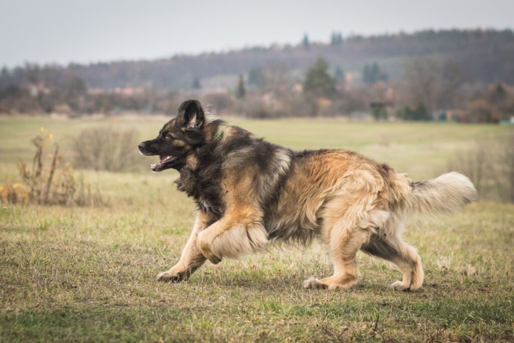 Leonberger, com pelagem bege e preta, correndo em um gramado seco 